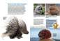 Preview: Entdecke die Igel